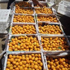 萧县永固王静5月金太阳杏杏子