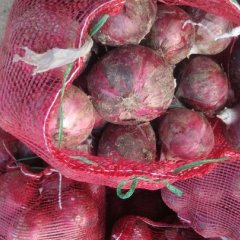 郯城红花小星5月紫皮洋葱