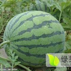 陕西京欣西瓜价格，京欣西瓜批发价格