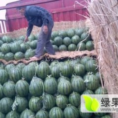 河北清苑京欣西瓜口感爽口