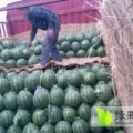 河北清苑京欣西瓜口感爽口