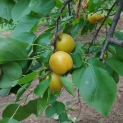 我处河北辛集凯特杏红灯笼杏大量上市