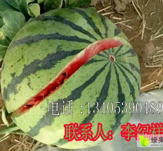 2016年山东费县京欣价格