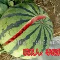 费县薛庄李纪祥5月京欣西瓜0.7元