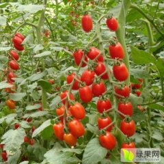 寿光稻田张勇1月千禧圣女果西红柿