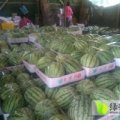 夏邑胡桥胡小军5月花皮无籽西瓜