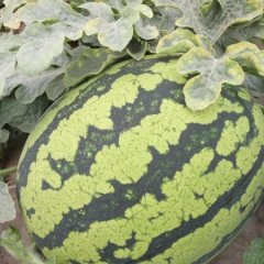 2016蒲城西瓜今年价格有看点