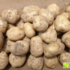 原阳马铃薯种为郑引6号。口感绝佳