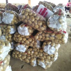 2016曾都土豆值得出手