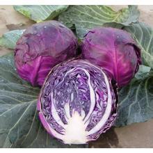 河南新野紫甘蓝著名品种