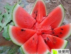 商丘睢阳西瓜专业代办