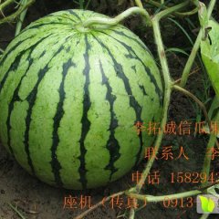 陕西西瓜大量 上市