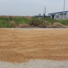 汉川中洲2016年冬小麦郑麦9023大量上市了