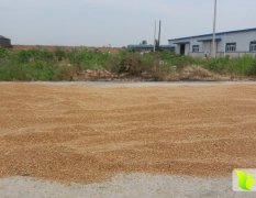 汉川中洲2016年冬小麦郑麦9023大量上市了