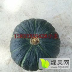 河北保定清苑县香栗南瓜大量上市