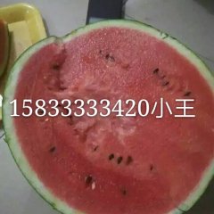 河北保定清苑西瓜代收