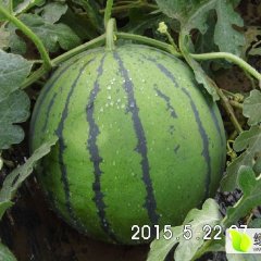 清苑西瓜欢迎合作清凉李国强诚信合作