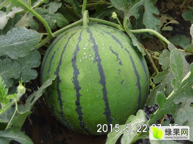 2016年河北清苑京欣价格