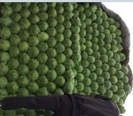 山东平度中甘21甘蓝火爆招商中