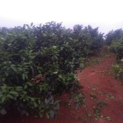 富川麦岭莫福亮7月特早普早中熟柑橘