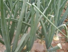 山东郯城圆葱（卡木一）洋葱著名品种
