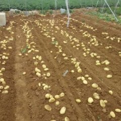 肥城土豆何去何从山东杨宪军诚信合作