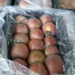 2016临猗苹果收购工作全面开展