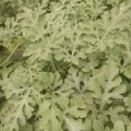 江苏睢宁京欣西瓜火爆招商中