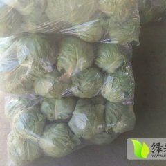 焦作甘蓝火爆招商中,孝敬张如意诚信合作