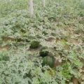 齐河晏城张先生5月京欣西瓜