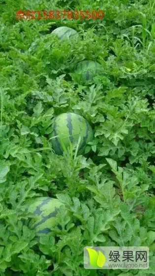 2016年河南开封京欣价格