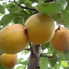 大荔范家白康5月凯特杏杏子