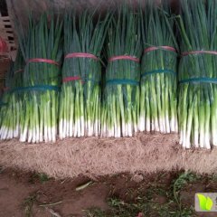 东昌府大葱火爆招商中沙镇刘广义诚信招商