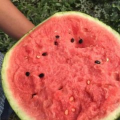 商丘西瓜2020年行情分析、报价