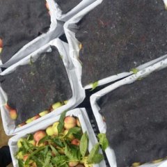 宜城蜜桃品质优良春雪，美佳，美脆