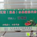 盖州太阳张明震5月双星西瓜