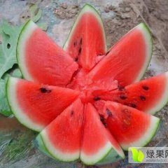 清苑万亩西瓜园