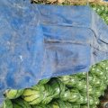 山东青州京欣西瓜著名品牌