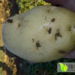 玉田土豆香甜可口,玉田王怀宇诚信合作