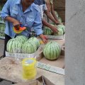 开封县西瓜营养丰富,郭庄刘闯诚信合作