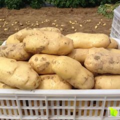 滕州姜屯胡忠艺5月荷兰十五土豆