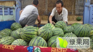 陕西蒲城甜王系列西瓜著名品种