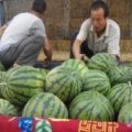 陕西蒲城甜王系列西瓜著名品种