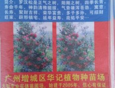 广东增城海岛罗汉松苗，绿化苗木著名品牌