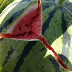 河北清苑西瓜 诚邀各地新老客商