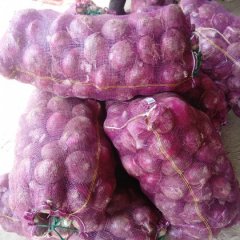 无公害优质洋葱火热上市日上货量百万吨