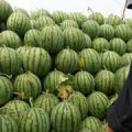 2016年禹城西瓜上市开卖