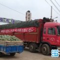 河南京欣甜王8424西瓜专业代办