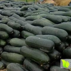 湖北嘉鱼黑优大冬瓜随行就市