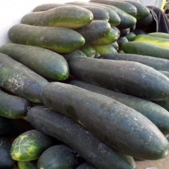湖北嘉鱼黑皮冬瓜已全面上市